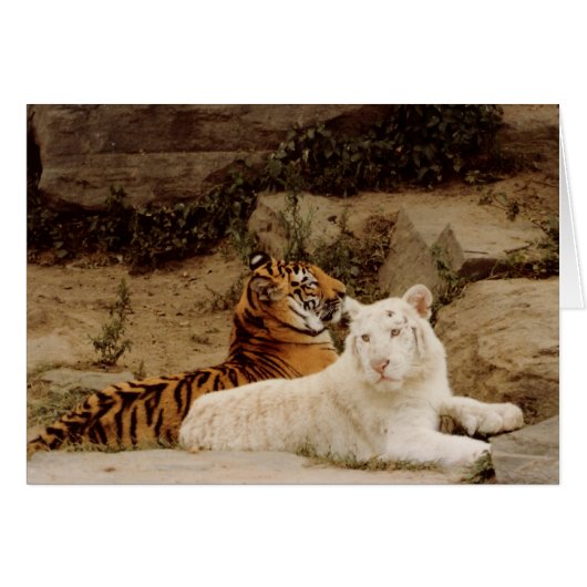 Tigers Cards (Front Horizontal)