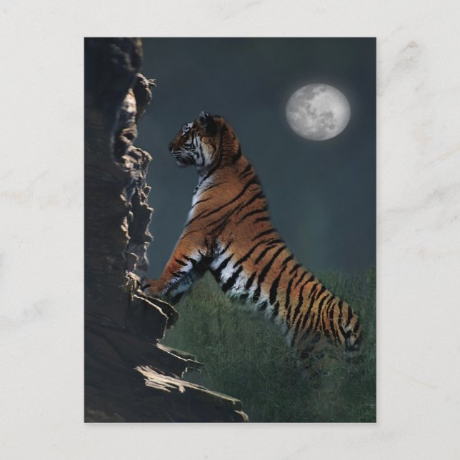 Tigers climb postcard (Front)