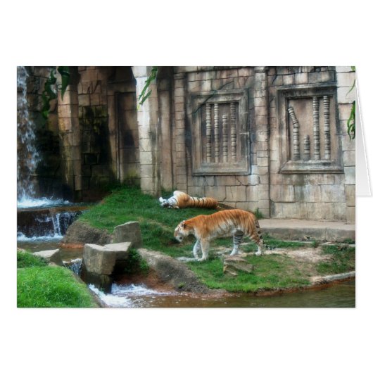 Tiger's Den Cards (Front Horizontal)