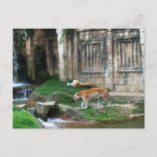 Tiger's Den Postcard