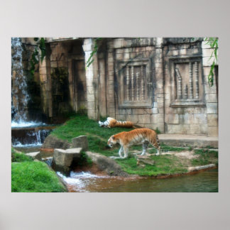 Tiger's Den Poster