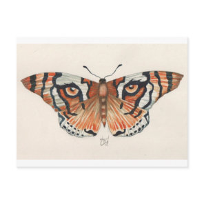 tiger's eye butterfly postcard
