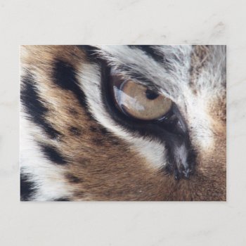 Tigers Eye Postcard by zzl_157558655514628 at Zazzle