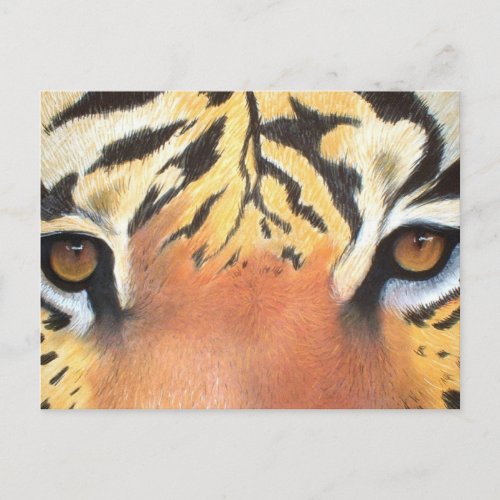 Tigers Eyes Postcard