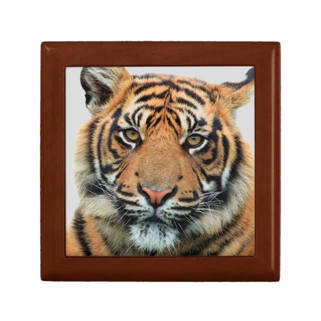 Tiger's Gaze Gift Box (Front)