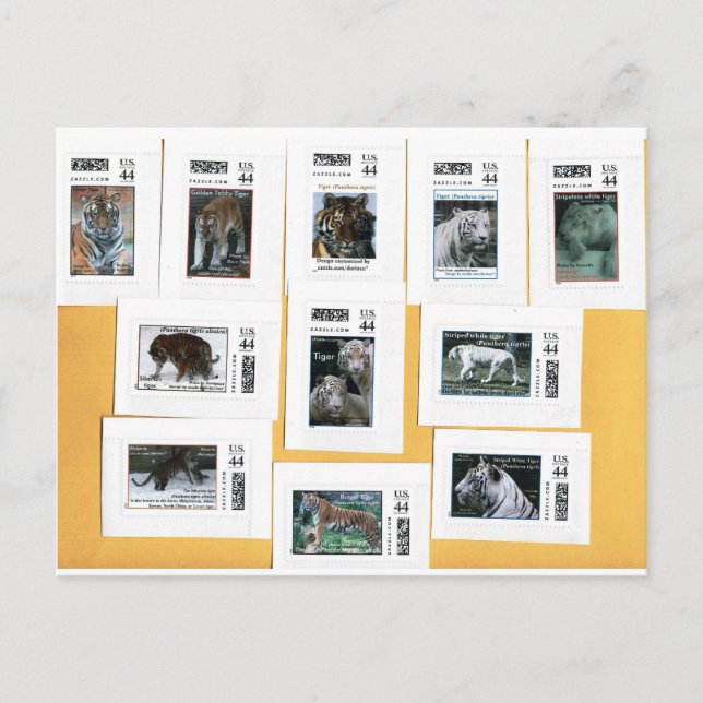 Tigers of all 4 colors postcard (Front)