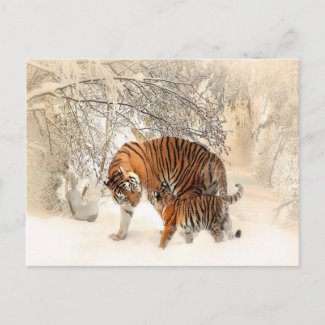 tigers on snow