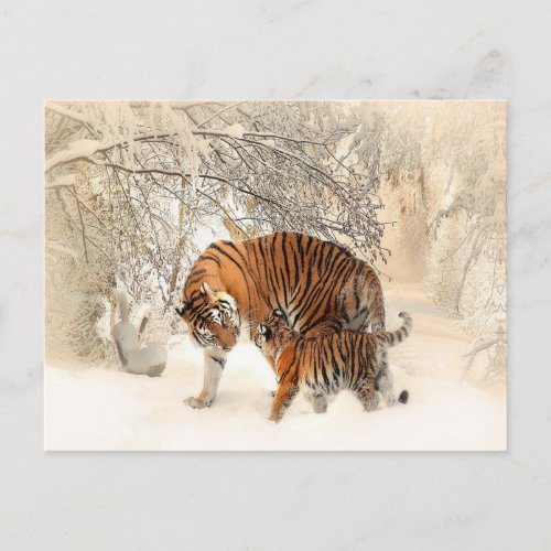 tigers on snow postcard