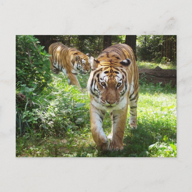 Tigers on the Prowl Postcard (Front)