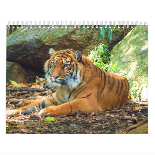 Tigers Photographs 12 Month Calendar