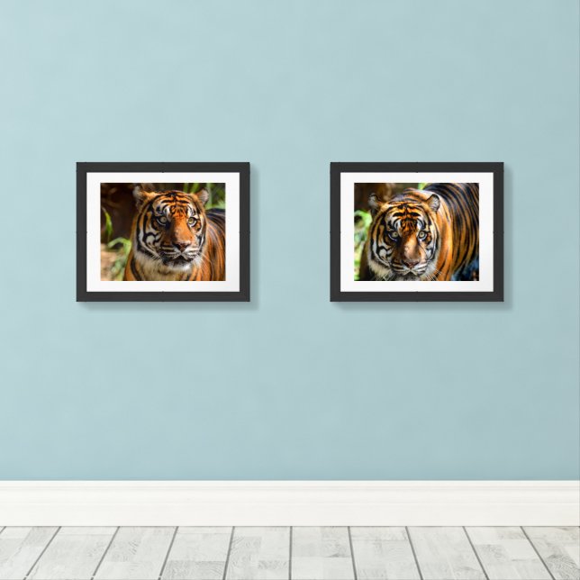 tigers Print Set (Wood Floor)