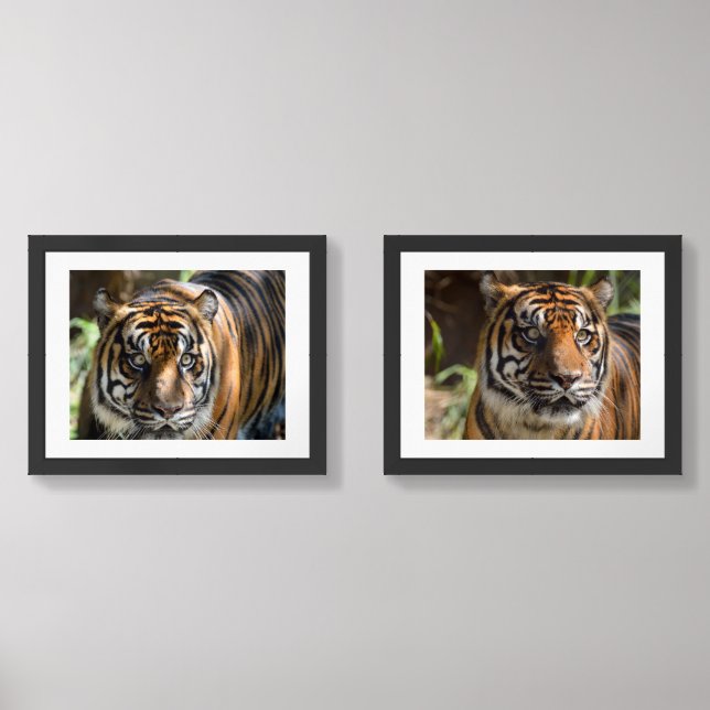 Tigers profile wall art sets (Front)