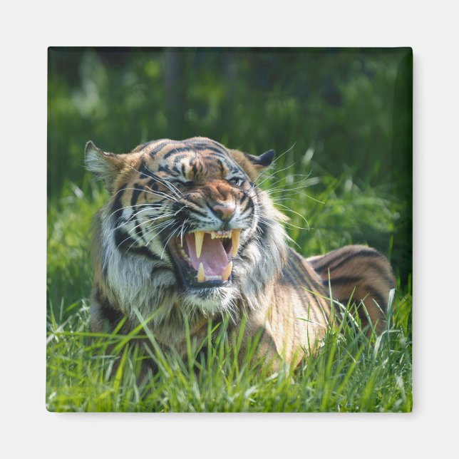 Tiger's Roar Magnet (Front)