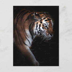 Tigers search postcard