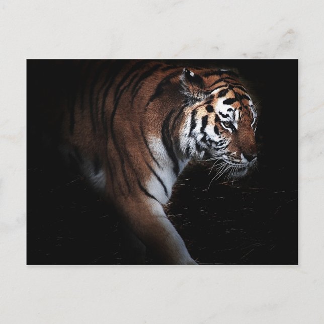 Tigers search postcard (Front)