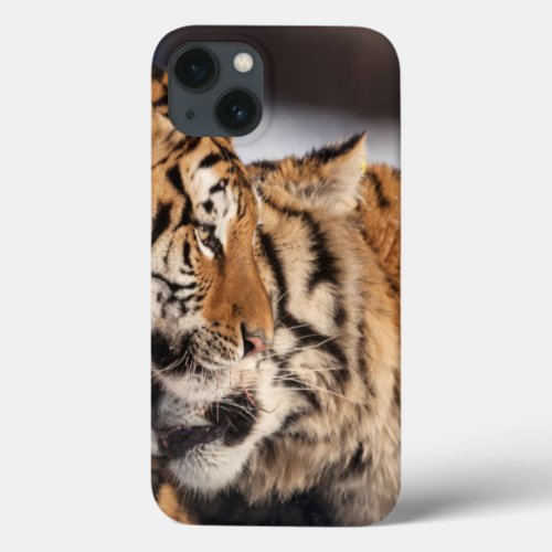 Tigers Showing Affection iPhone 13 Case