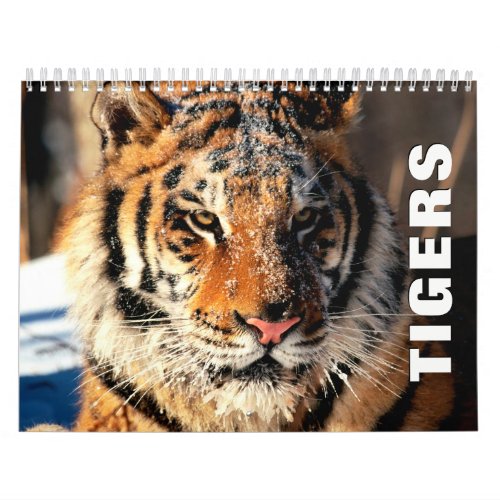 Tigers Wall Calendar