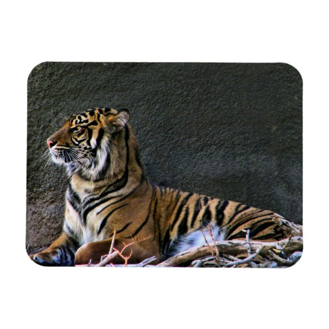 Tigress Magnet (Horizontal)