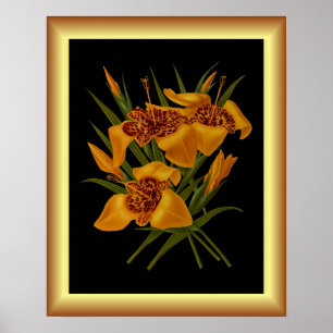 Tigridia Conchiplora Var Canariensis ~ Botanical Poster