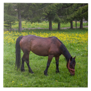 Tihuta Pass, Horse in Pasture Ceramic Tile