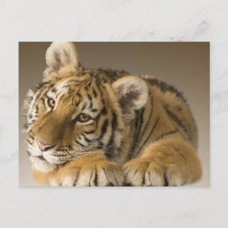 tijgertje postcard