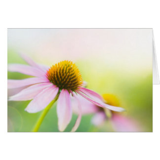 Til Sunbeams Find You