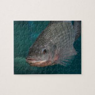 Tilapia Close-up Jigsaw Puzzle