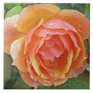 TILE,"PEACHY ORANGE  COLORED ROSE WITH RAINDROPS" CERAMIC TILE