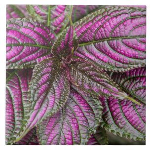 Tile - Persian Shield