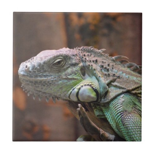 Tile with colourful Iguana lizard