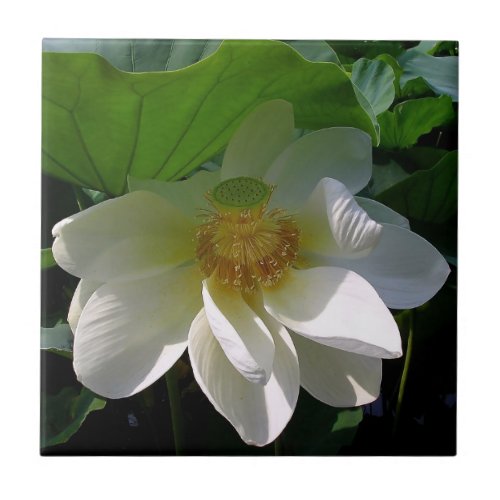 Tile with delicate white Lotus Flower