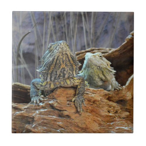 Tile with two curious lizards