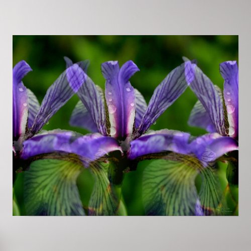 Tiled Blue Flag Iris Raindrops Floral Print