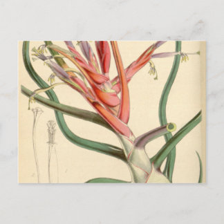 Tillandsia bulbosa postcard