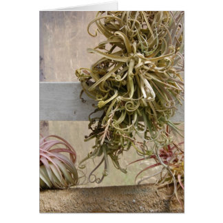Tillandsia Cards