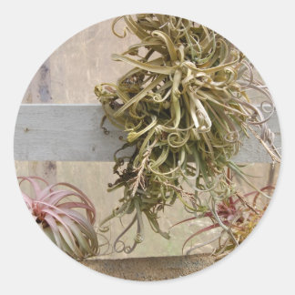 Tillandsia Classic Round Sticker