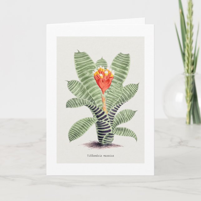 Tillandsia Musaica, by J. Nugent Card (Front)