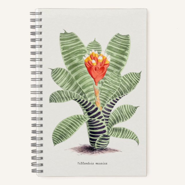 Tillandsia Musaica  Notebook (Front)