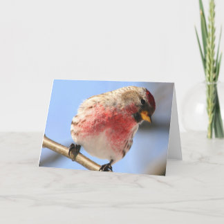 Tilting Redpoll Greeting Card