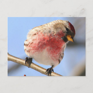 Tilting Redpoll Postcard