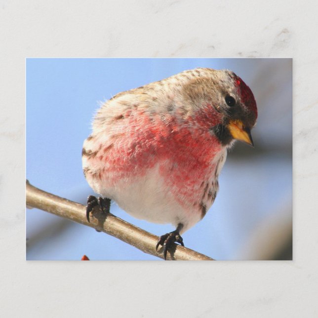 Tilting Redpoll Postcard (Front)
