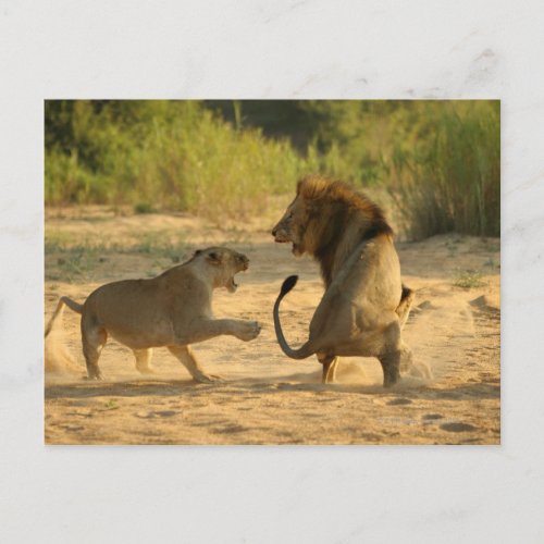 Timbavati River Kruger National Park Limpopo Postcard