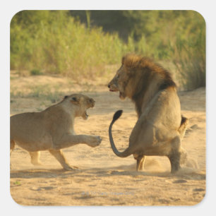 Timbavati River, Kruger National Park, Limpopo Square Sticker
