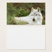 Timber or Gray wolf (Front & Back)