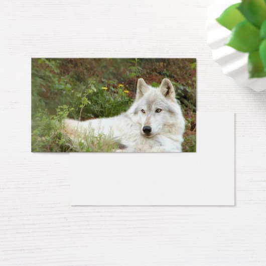 Timber or Gray wolf (Desk)