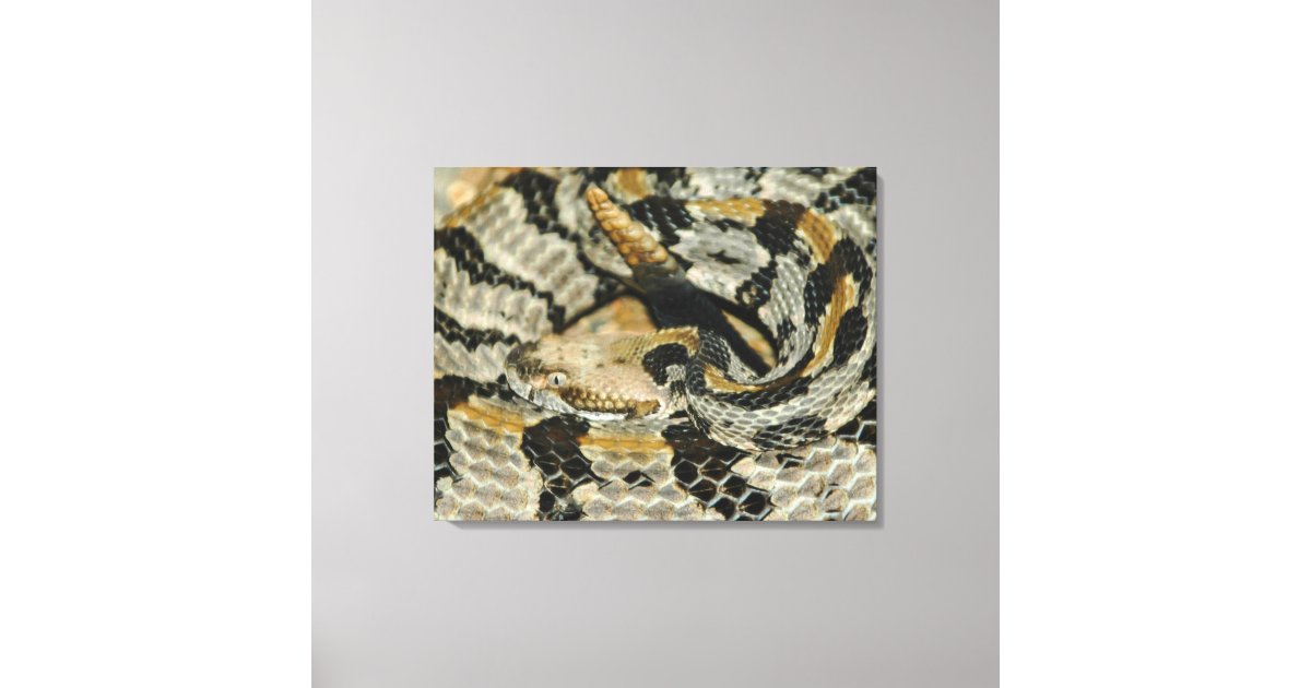 Timber Rattlesnake Coil Canvas Print | Zazzle