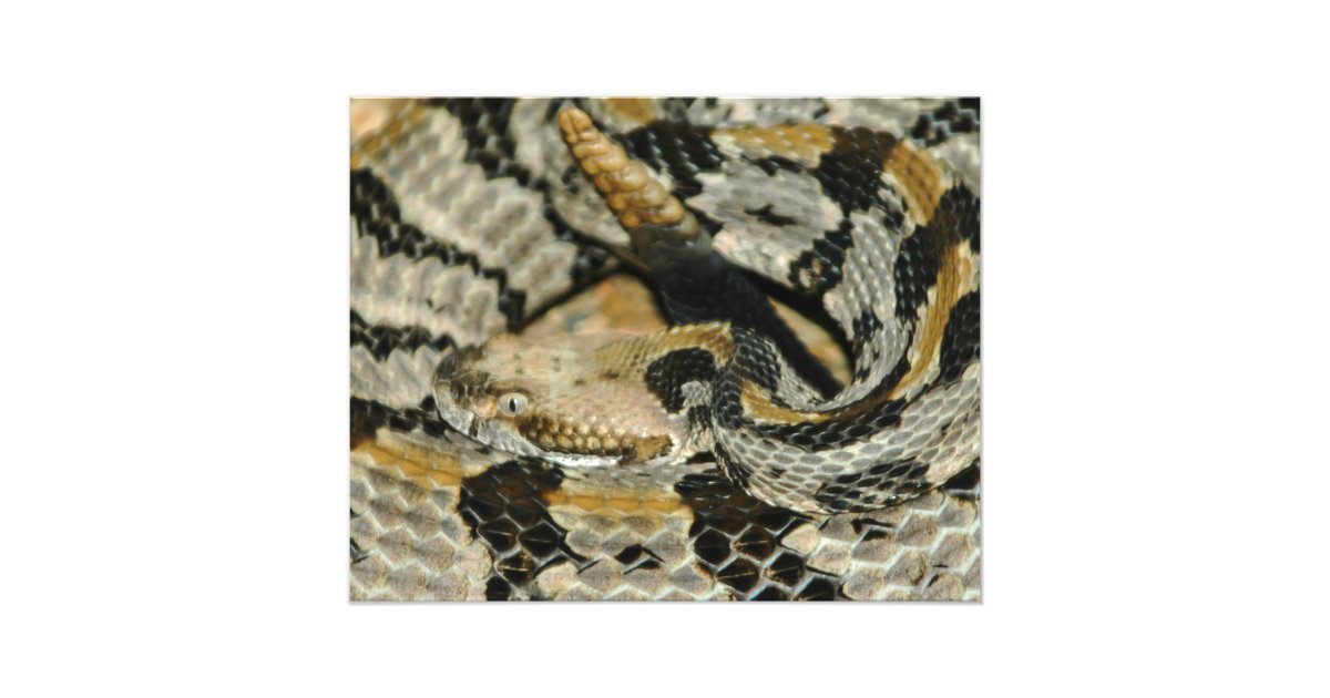Timber Rattlesnake Coil Photo Print | Zazzle