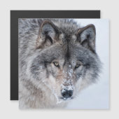 Timber Wolf  (Front/Back)