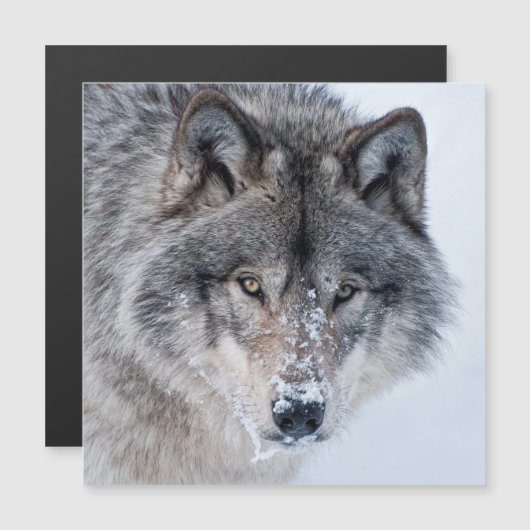 Timber Wolf  (Front/Back)
