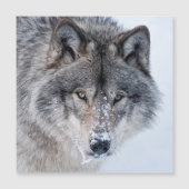 Timber Wolf  (Front)